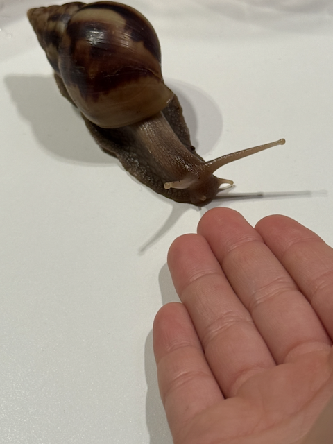One of the parent snails exploring a hand