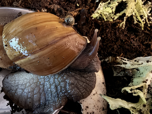 A close-up portrait of one of the parent snails