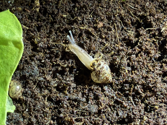 Tiny baby snail on dark soil between green leaves