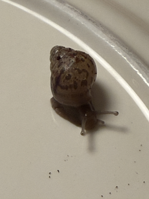 Baby snail face-on, resting on a white plate