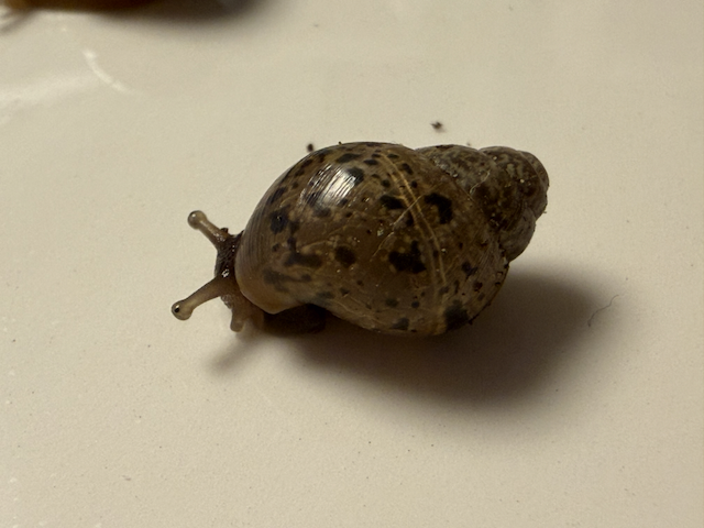 Baby snail on a white surface, shell detail visible