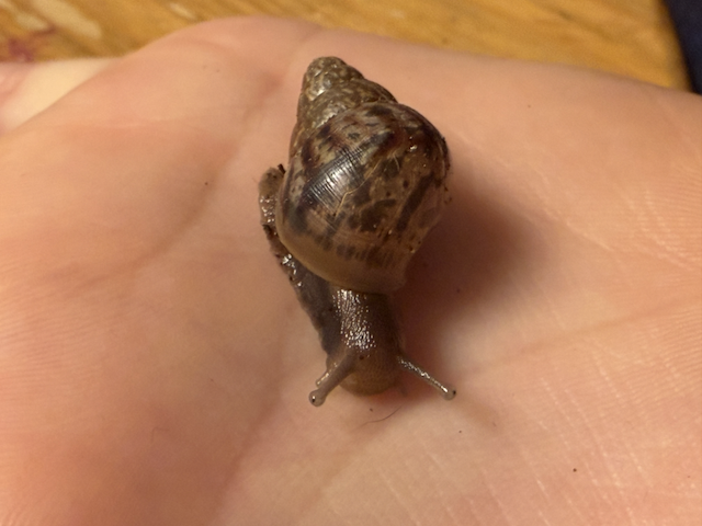 A tiny baby Giant African Land Snail resting on an open hand