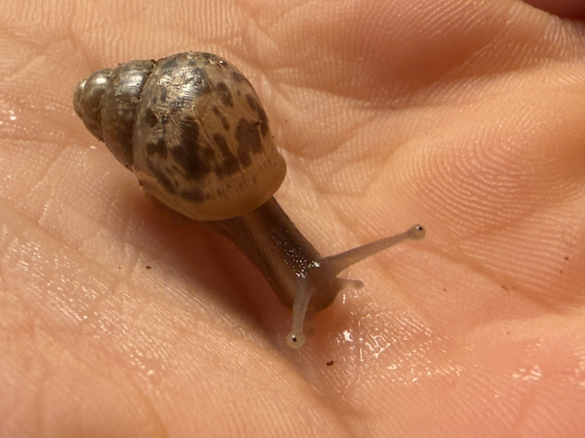 Tiny baby snail held gently on an open palm