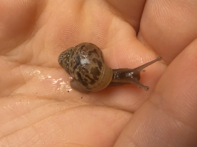 Baby snail exploring a hand, slightly older